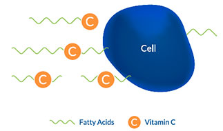 Fatty acids help ascorbic acid enter cells