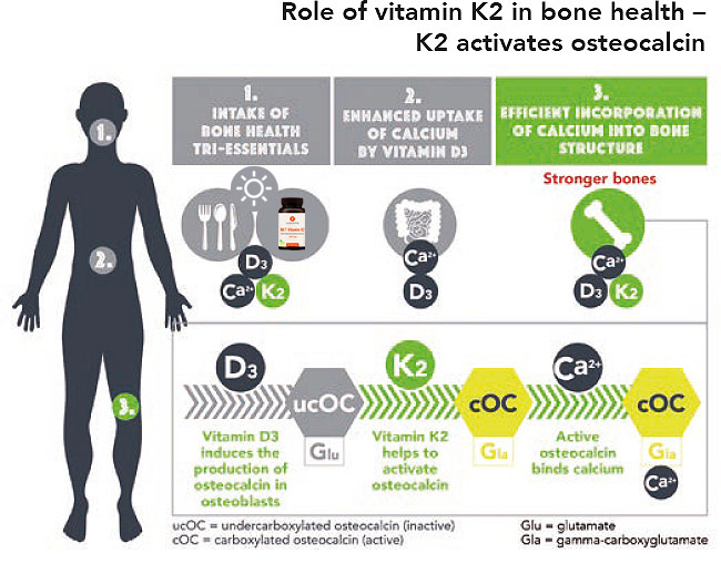 Vitamin K2 Infographic